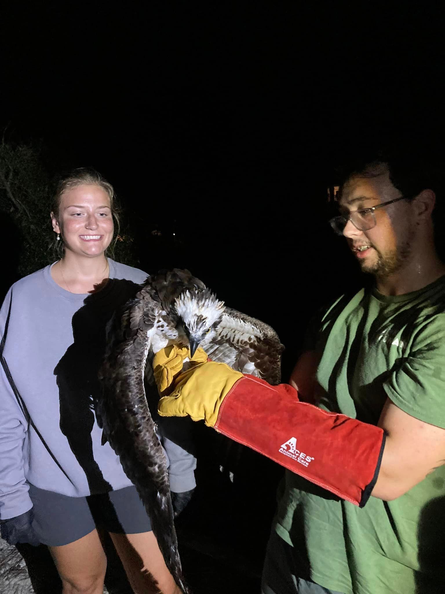 Orange Beach Wildlife Center Osprey Rescue