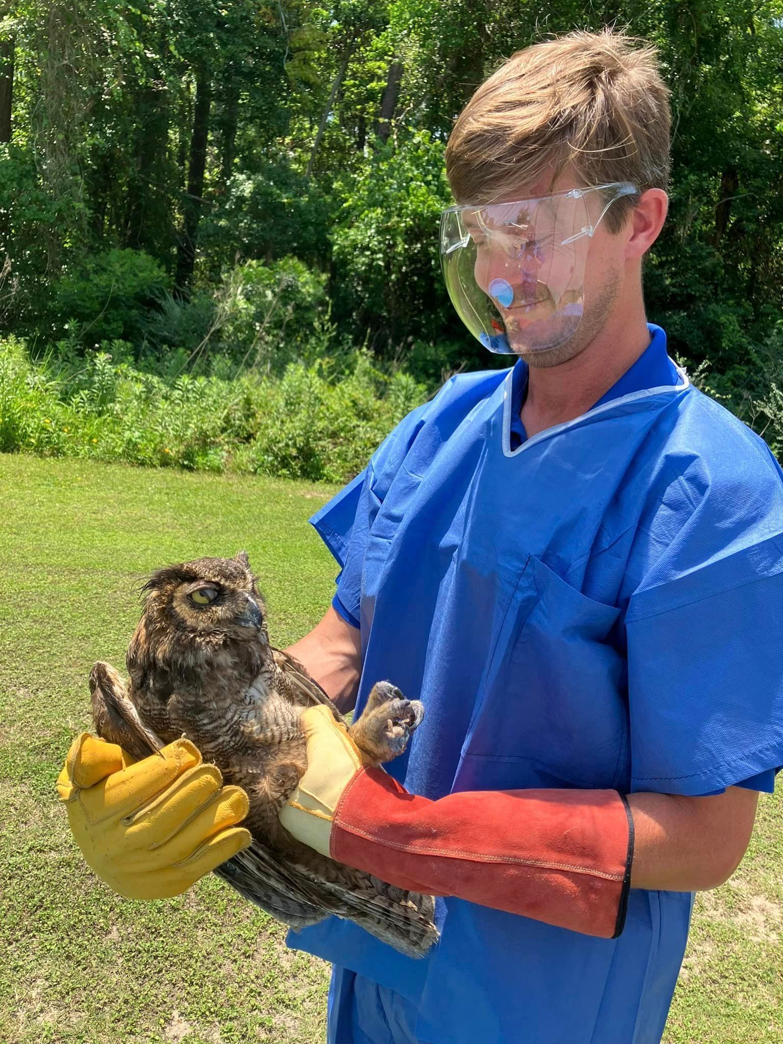 Orange Beach Wildlife Center Great Horned Owl Rescue