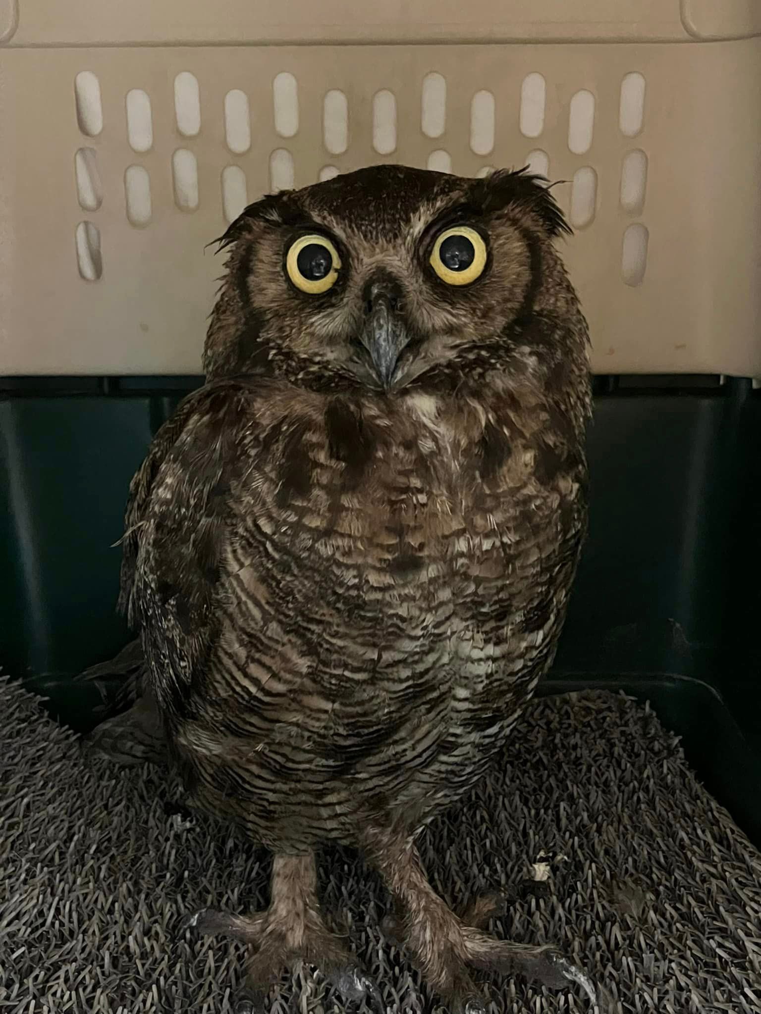 Great Horned Owl on Road to Recovery at Orange Beach Wildlife