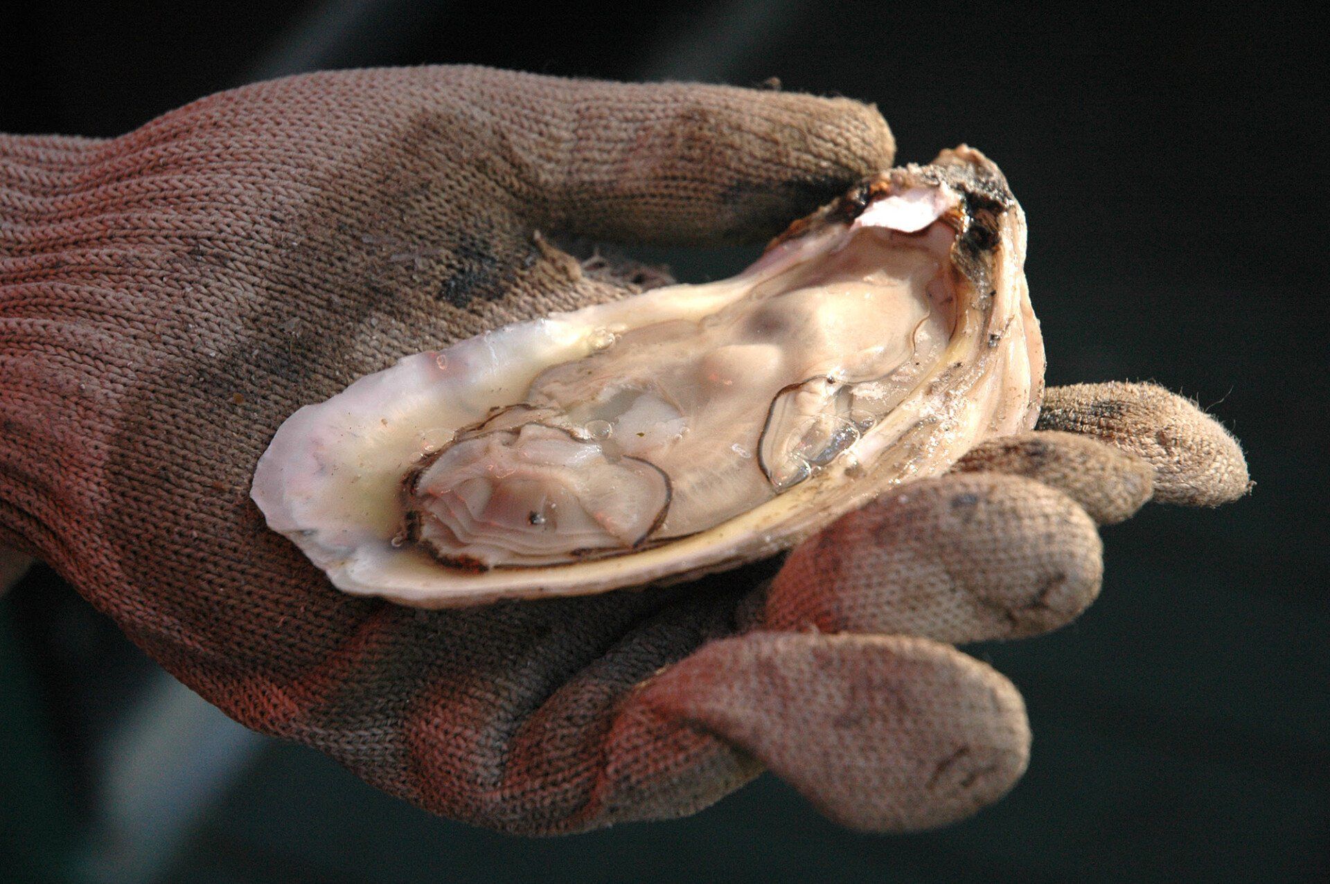 Fort Morgan Oyster Fest Returns with Expanded Offerings this Weekend