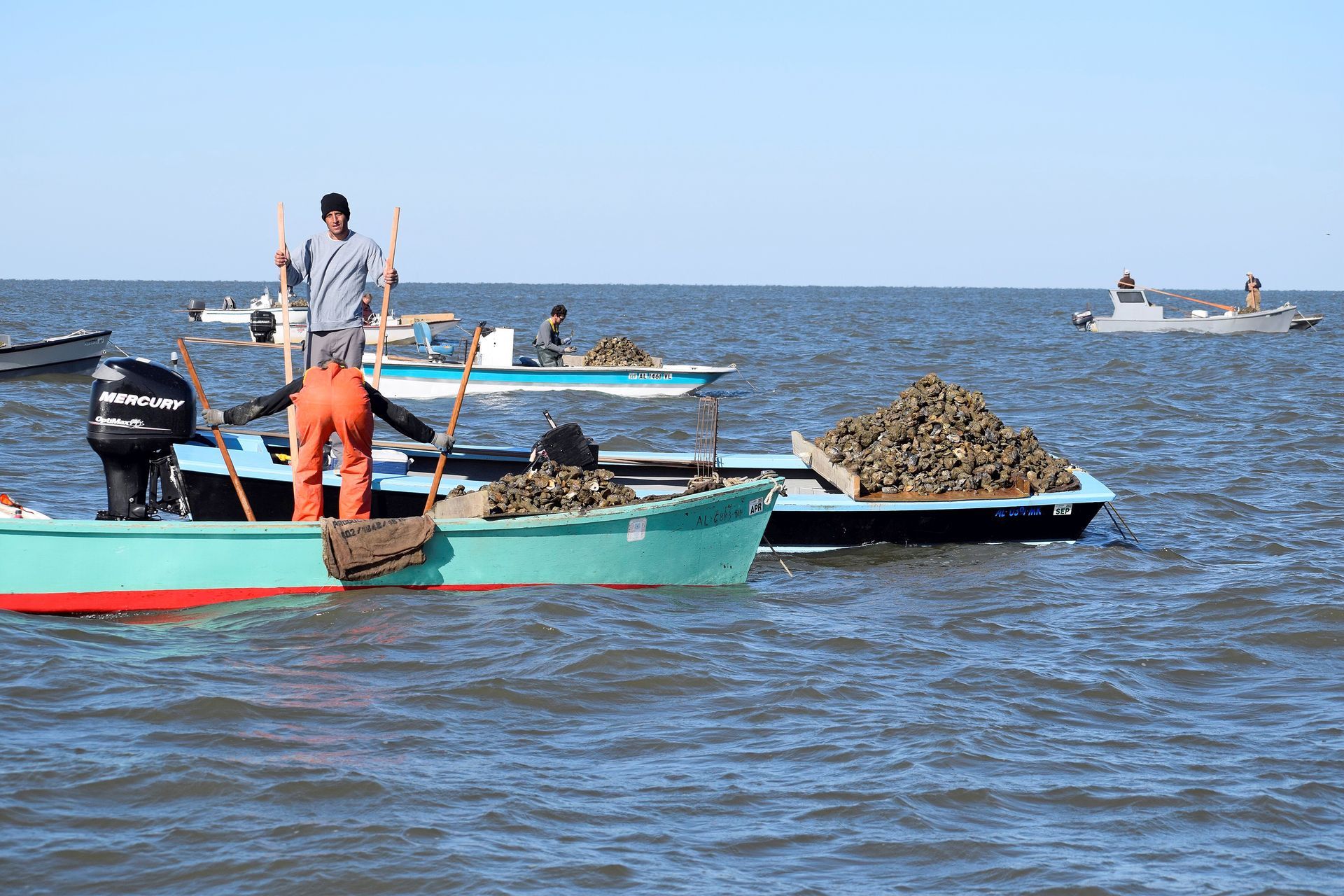 Oyster harvesting on the Gulf Coast