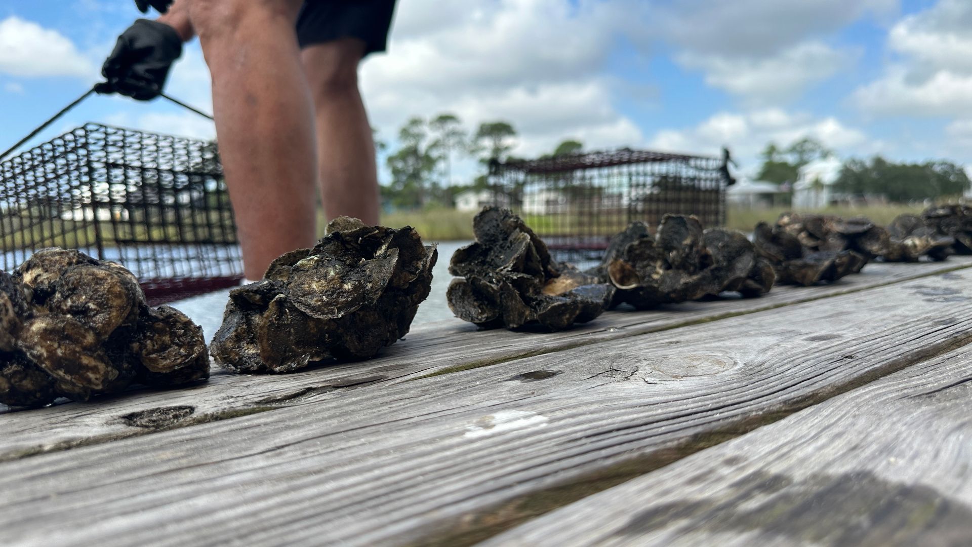 Local Oyster Harvesting Helps Coastal Environment