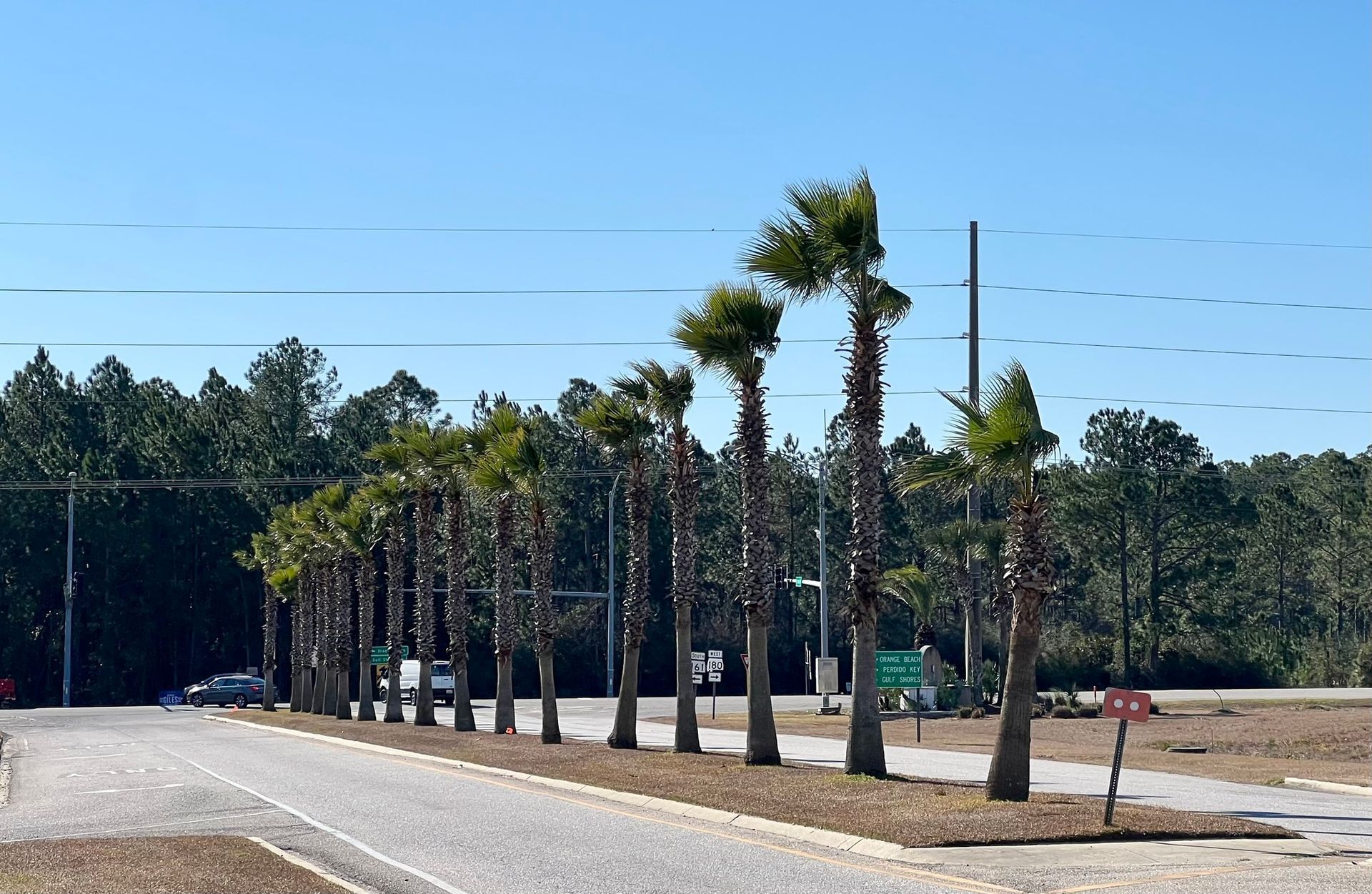 Orange Beach Crews To Remove Palms Near Beach Express Bridge