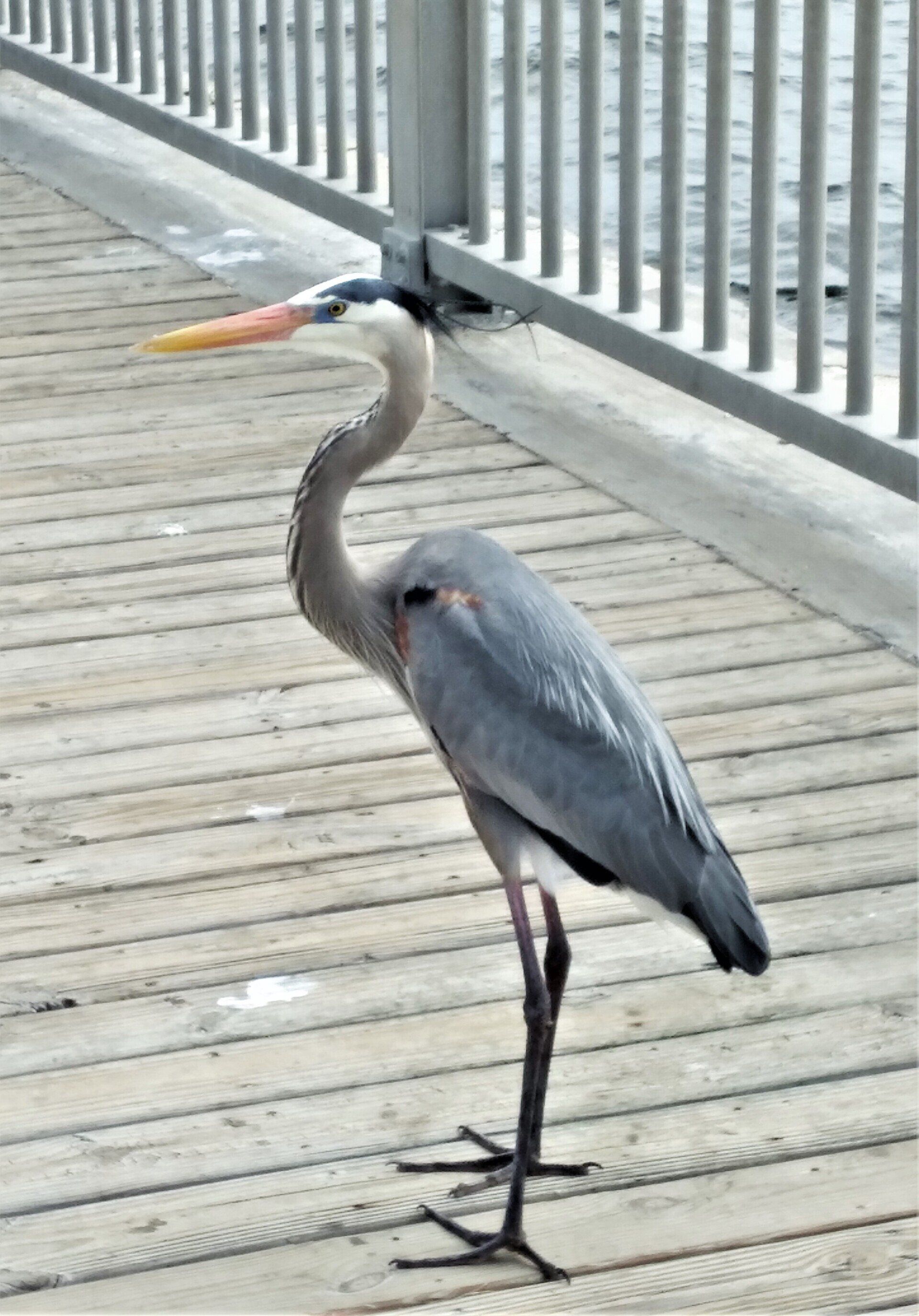 A great blue heron hanging out at the Perdido Pass fishing wall in Orange Beach, Alabama.