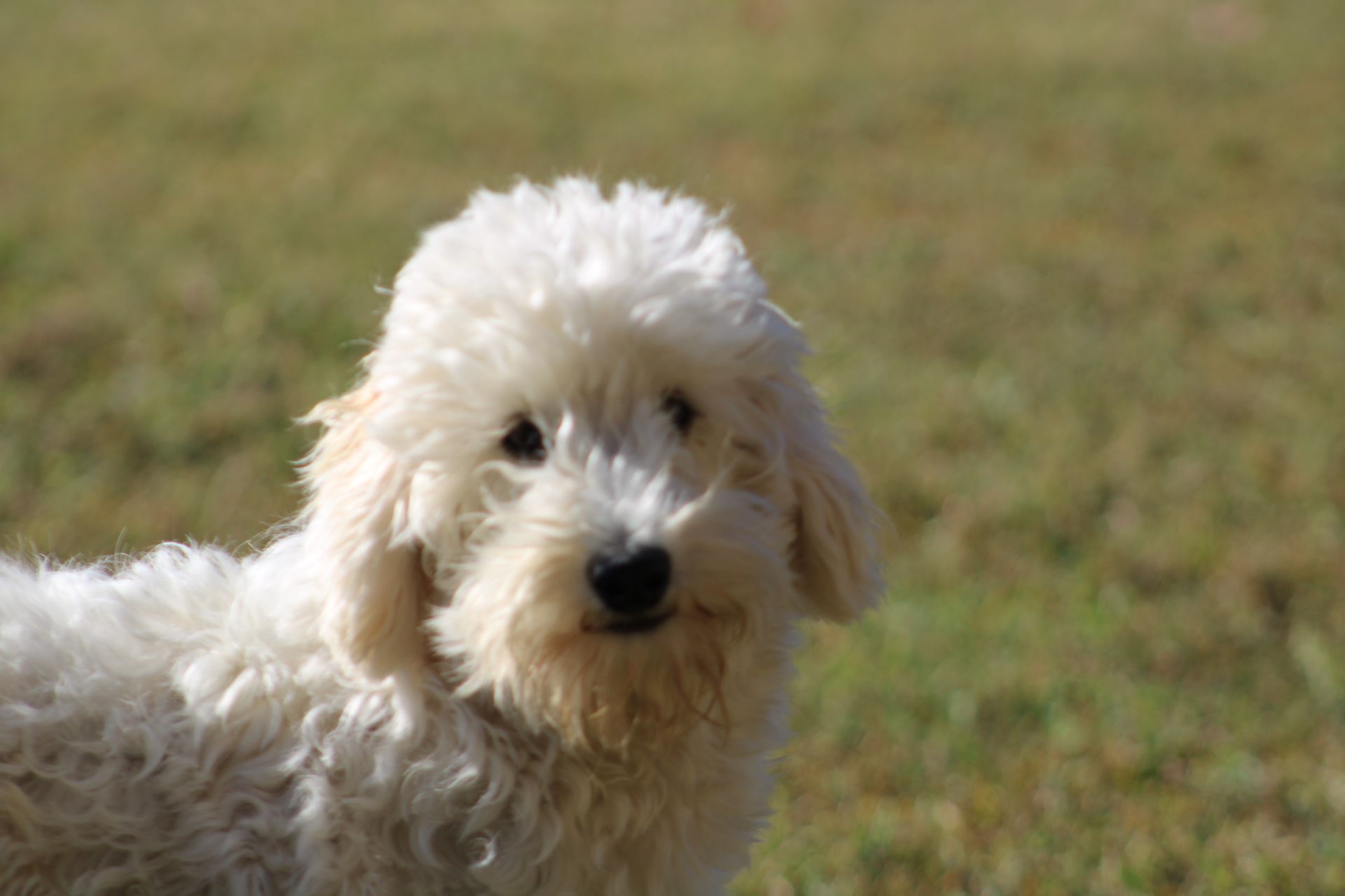 Gulf Shores Schools Welcome Phin the New Comfort Dog