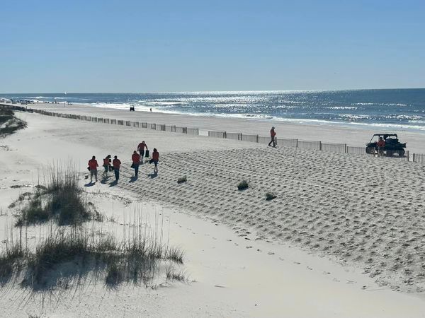 Dune Stabilization Efforts Underway in Orange Beach