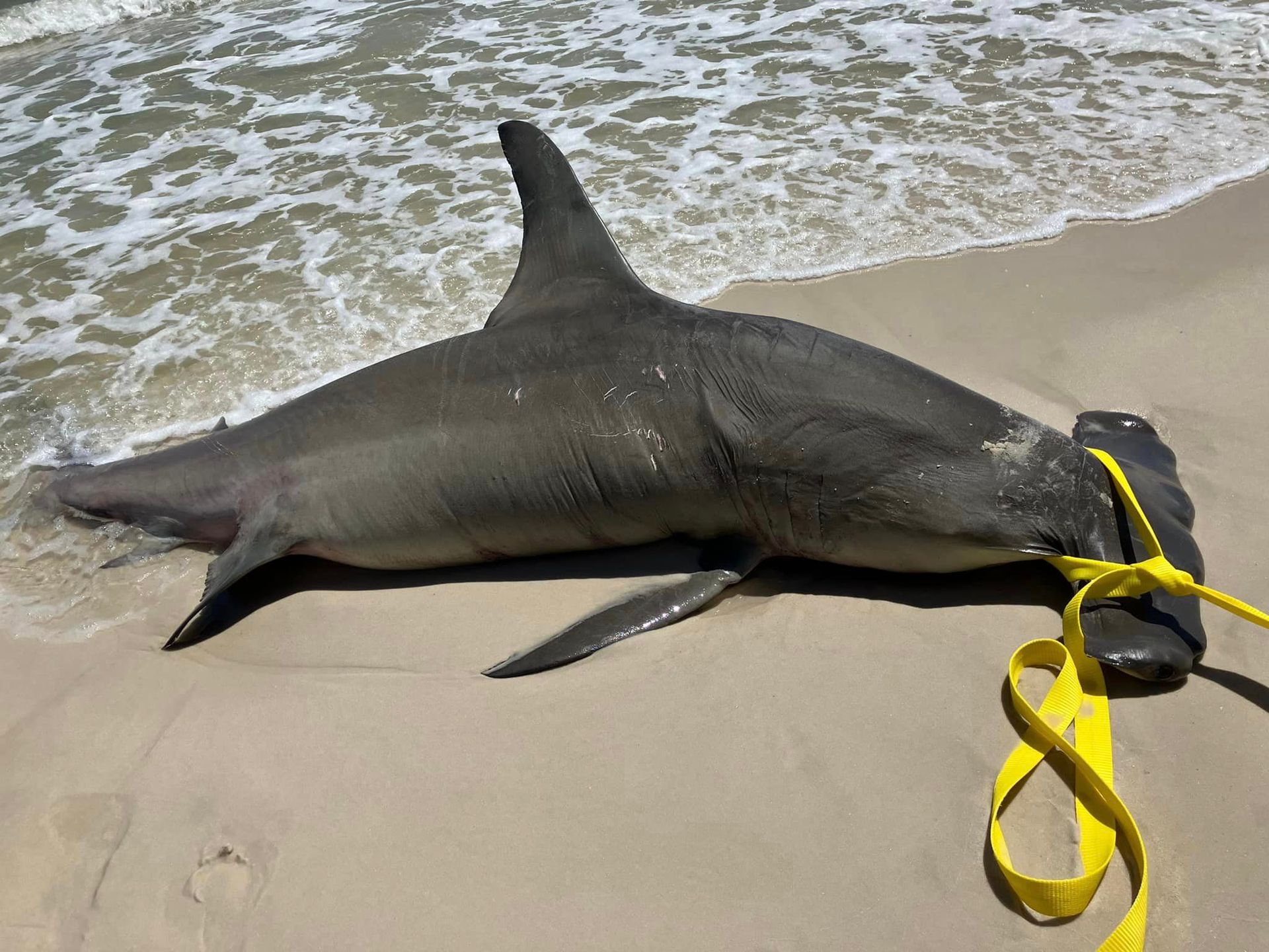 Rare 14-Foot Great Hammerhead Shark Found Dead on Orange Beach, Pregnant with 40 Pups