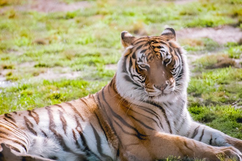 Rani, the Spirited Bengal Tiger, Leaves Behind a Legacy at Alabama Gulf Coast Zoo