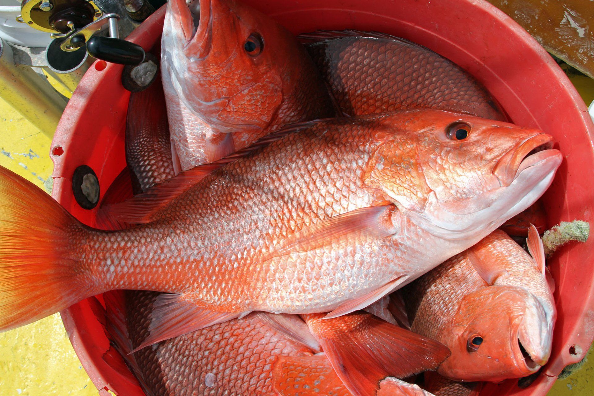NOAA Fisheries Announces 85-Day Window for Gulf of Mexico Red Snapper For-Hire Season
