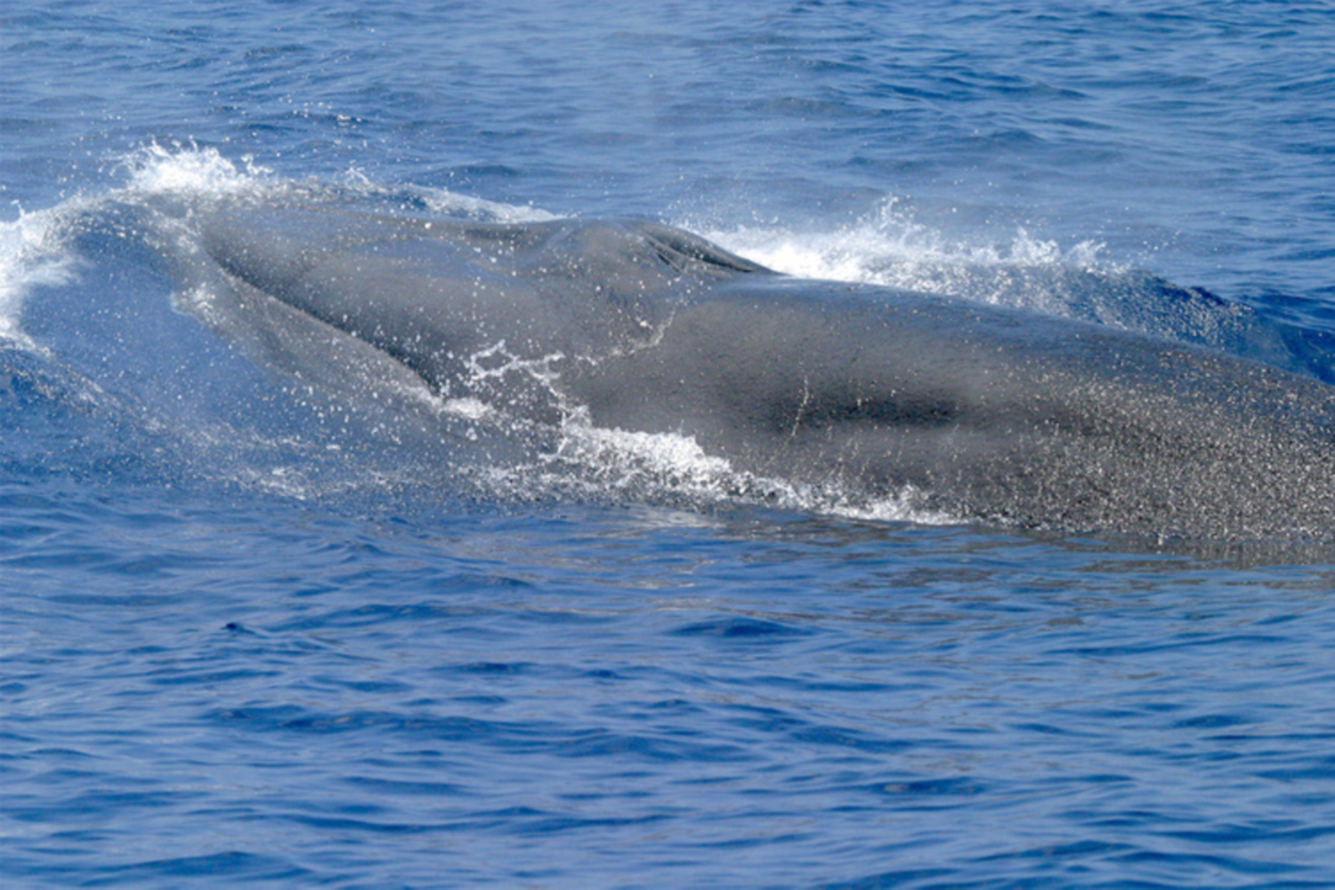 Endangered Rice's Whale Makes Rare Appearance Near Pensacola