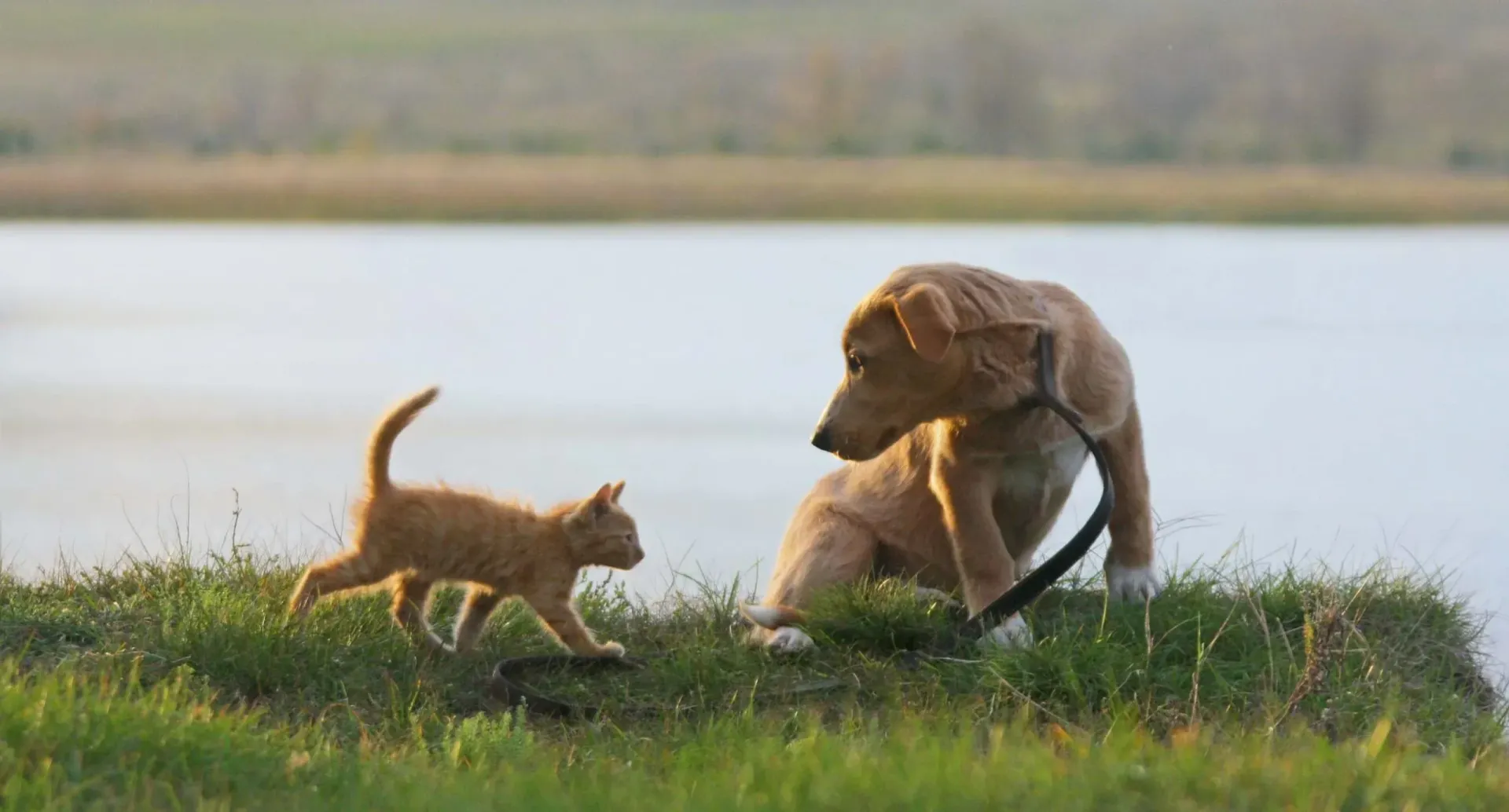 Safe Harbor Animal Coalition