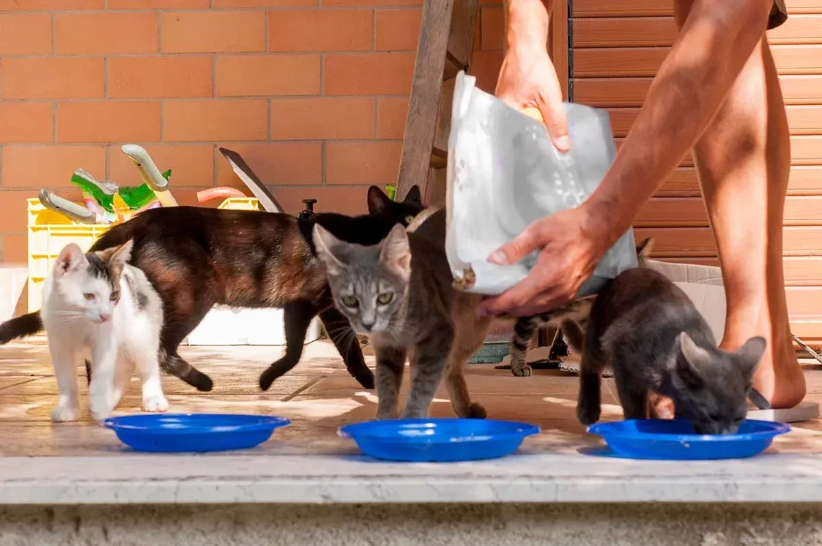 Free Help for Stray Cats Available in Baldwin County