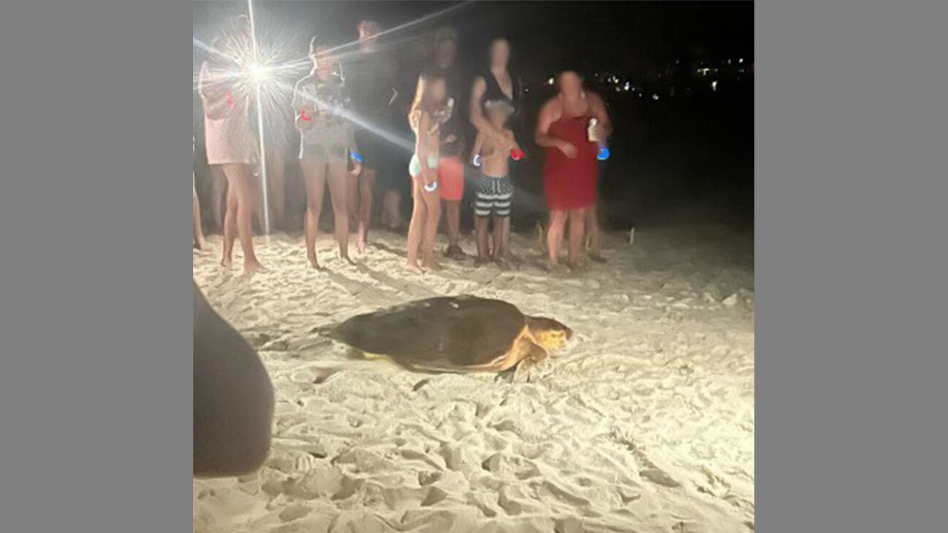 Sea Turtle being run off by light