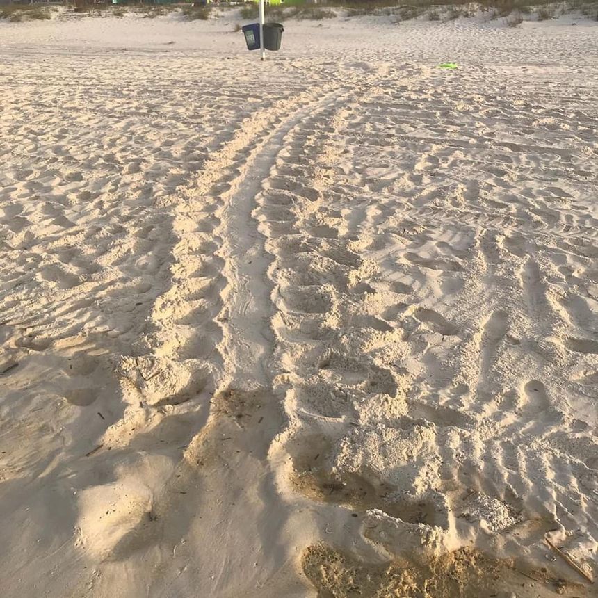 Sea Turtle tracks on West Beach in Gulf Shores