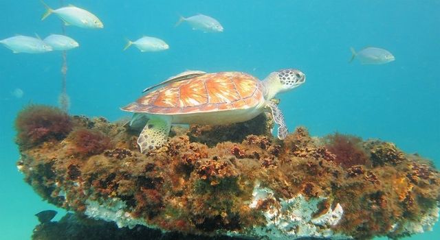 Sinking of Lulu Wreck in Florida Panhandle