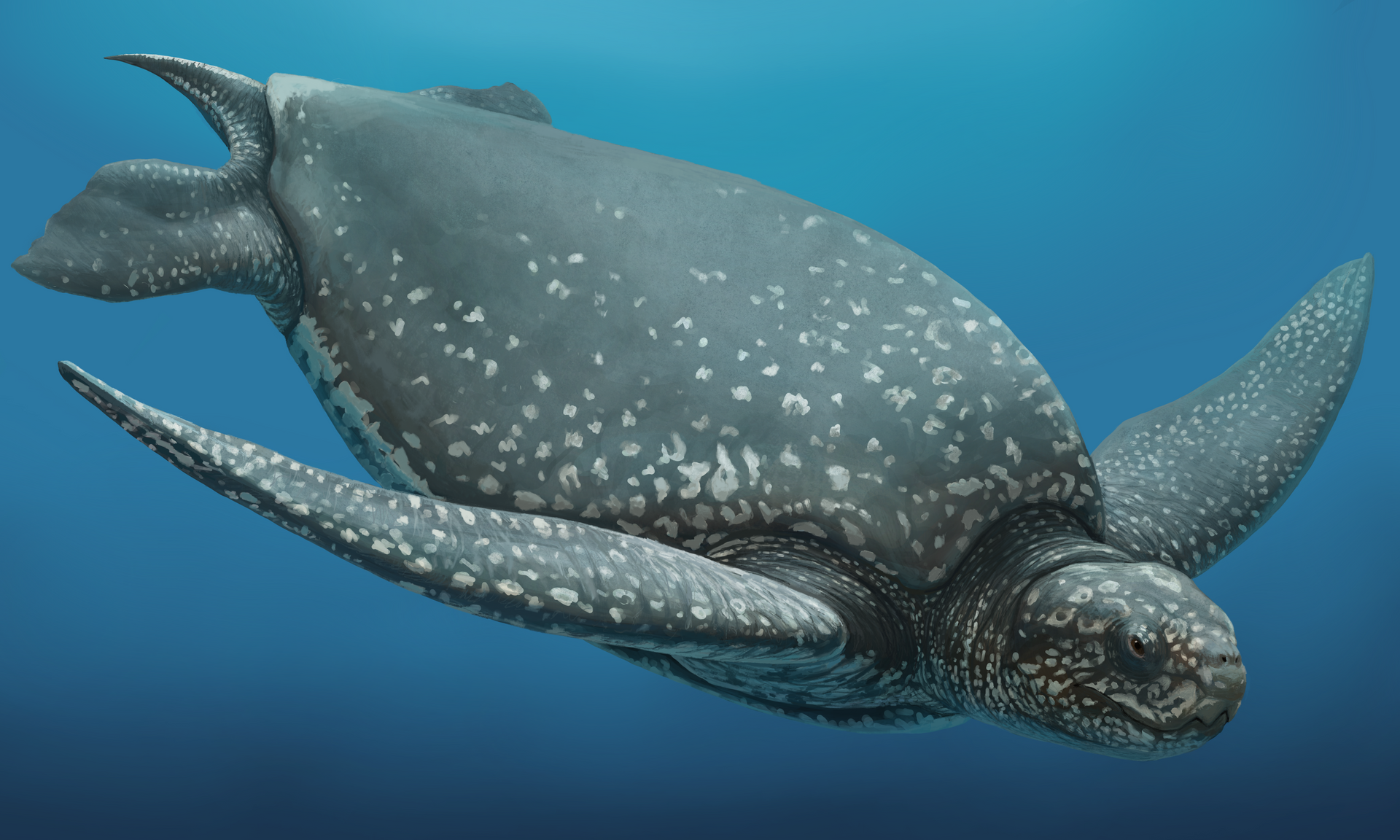 Fossil dates back 32 million years and is among the most complete ever found