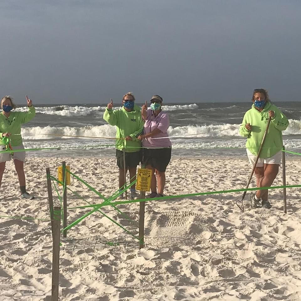 Gulf Shores May 14th West Beach Sea Turtle Volunteers