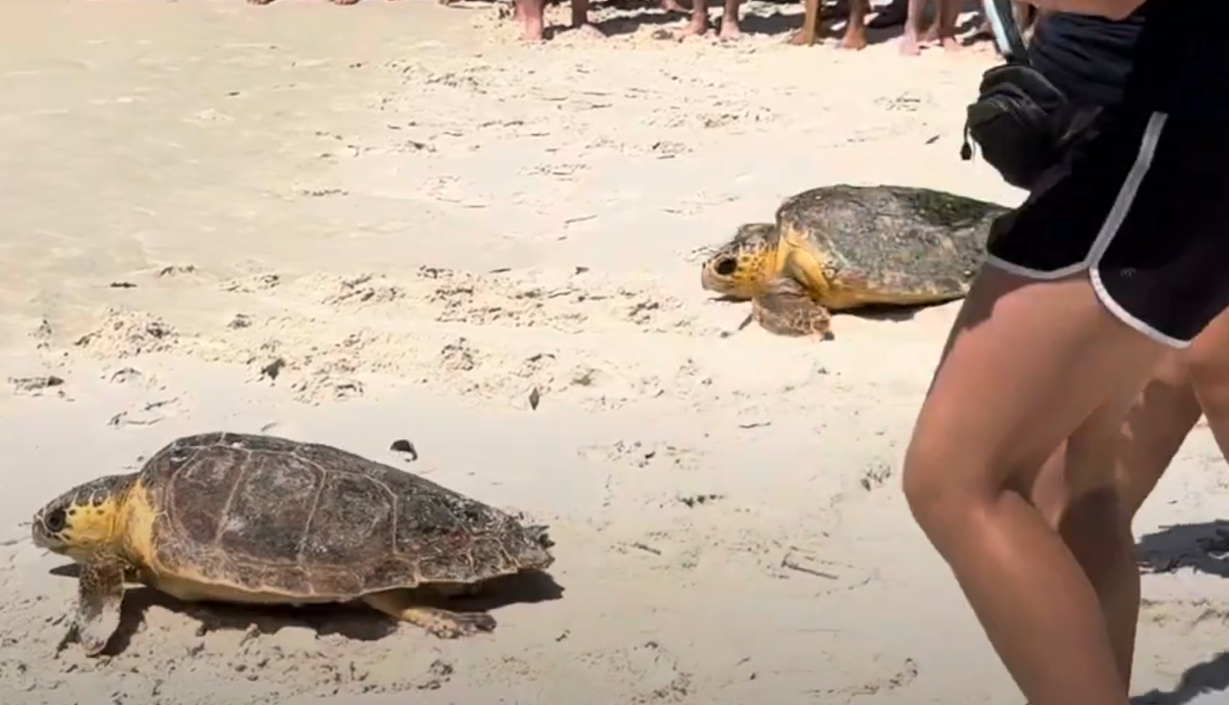 Five Sea Turtles Released Wednesday on Perdido Key