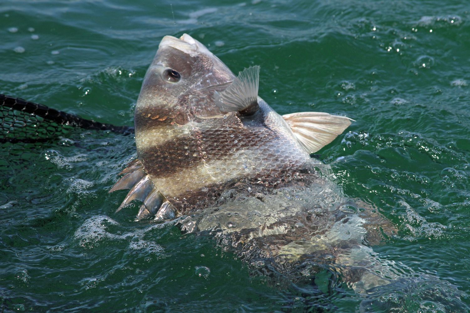 Sheepshead are aggregating to spawn on the Alabama Gulf Coast in February and March. Photo by David Rainer
