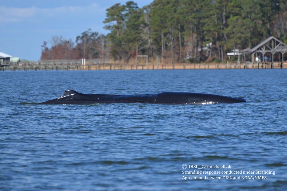 Mobile Bay Sperm Whale