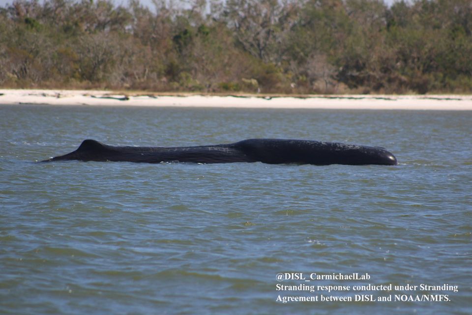 DISL monitors stranded sperm whale
