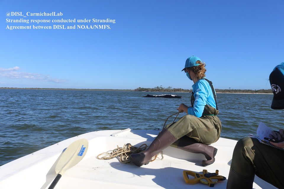Alabama Marine Mammal Stranding Network and DISL Marine Mammal Research Program s staff monitor a stranded sperm whale in Mobile Bay.