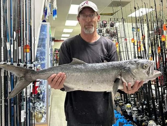 Pending Alabama State Record Bluefish: Caught January 26, 2024
