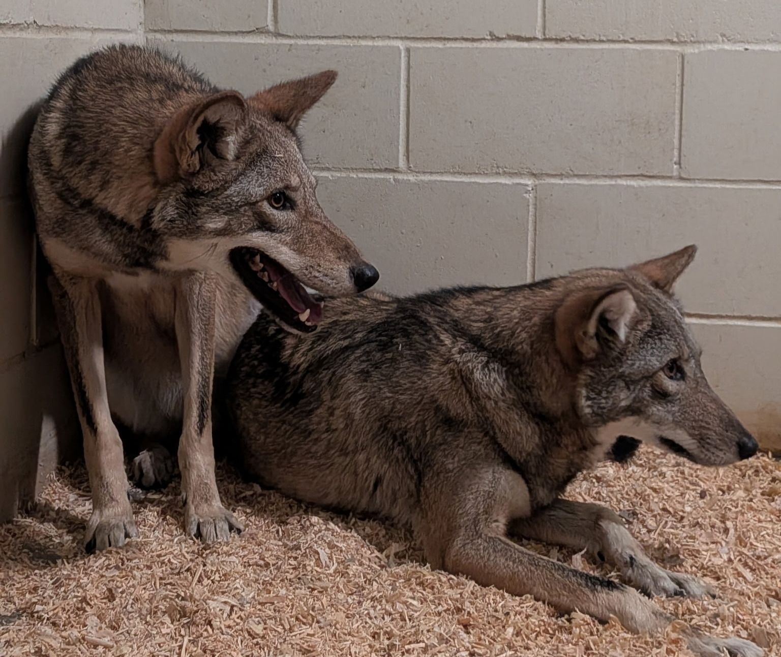 Alabama Gulf Coast Zoo Welcomes Critically Endangered Red Wolves