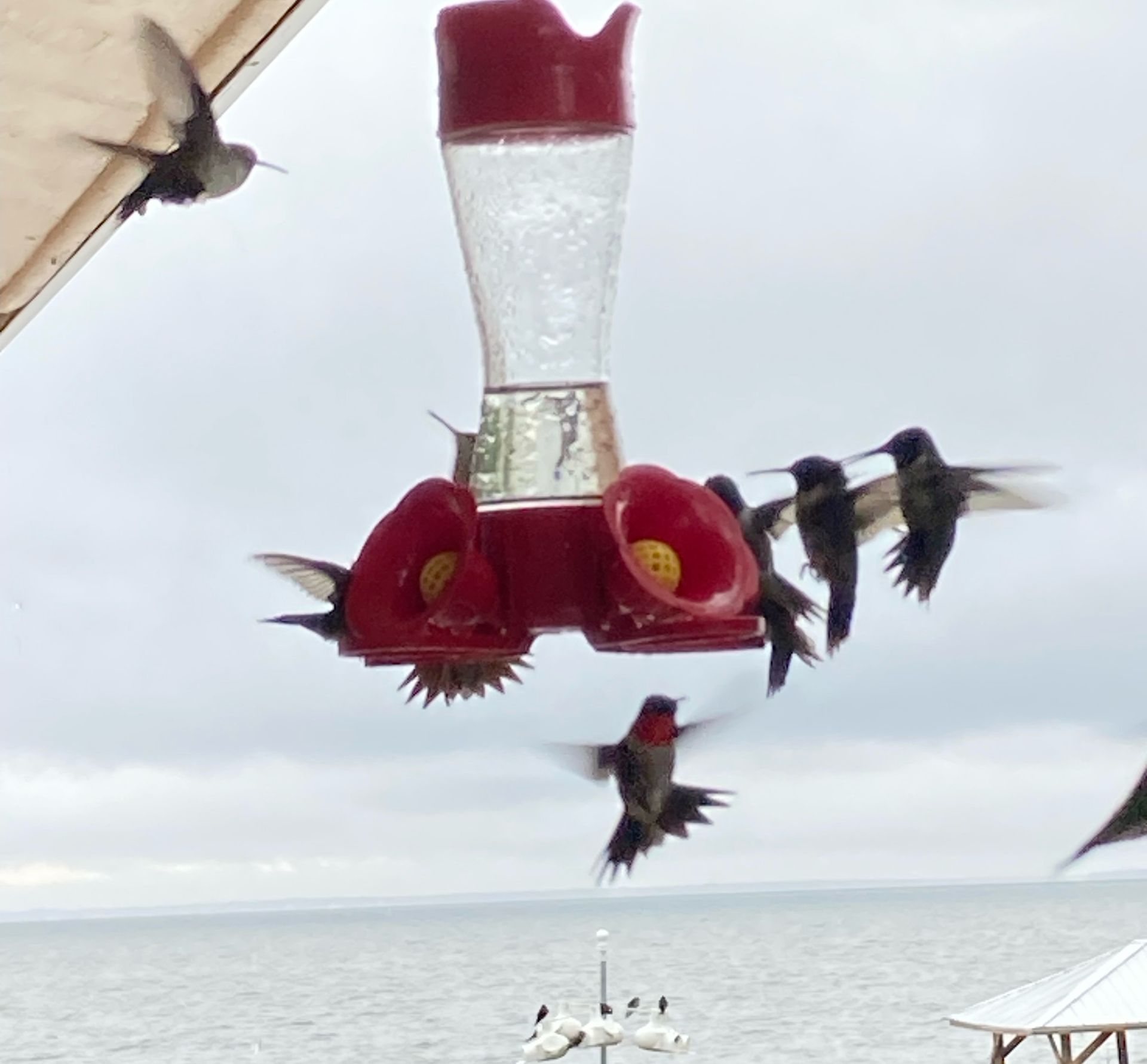 The Fascinating Journey of Hummingbirds Migration Over the Gulf of Mexico