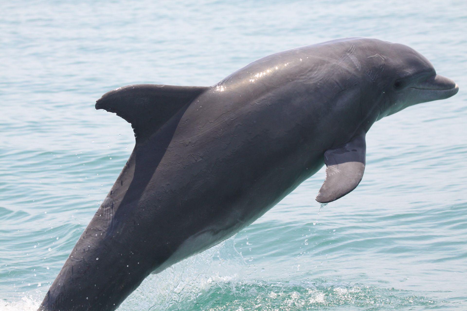 Dolphins vs Porpoises