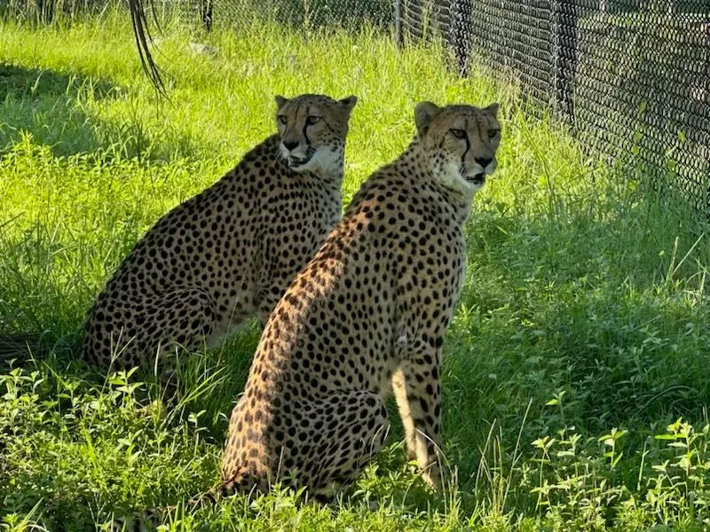 Taj and Shani will be in town for six months