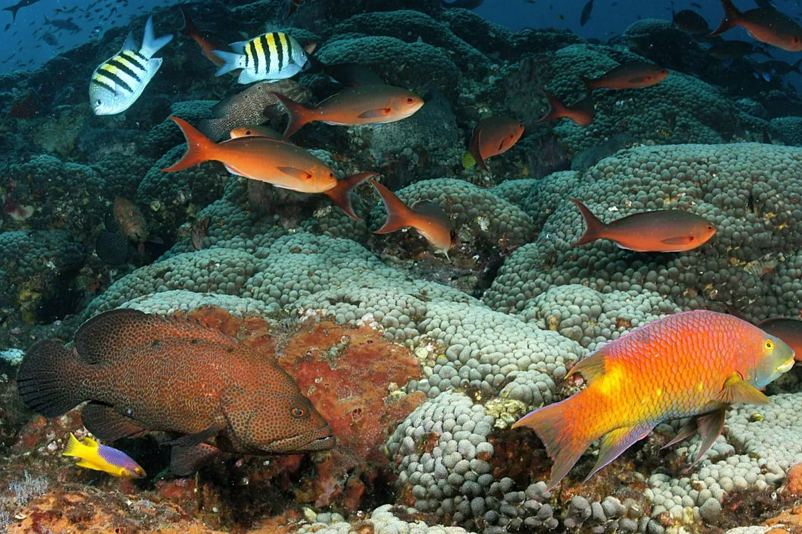 NOAA: Coral Reefs in the Gulf