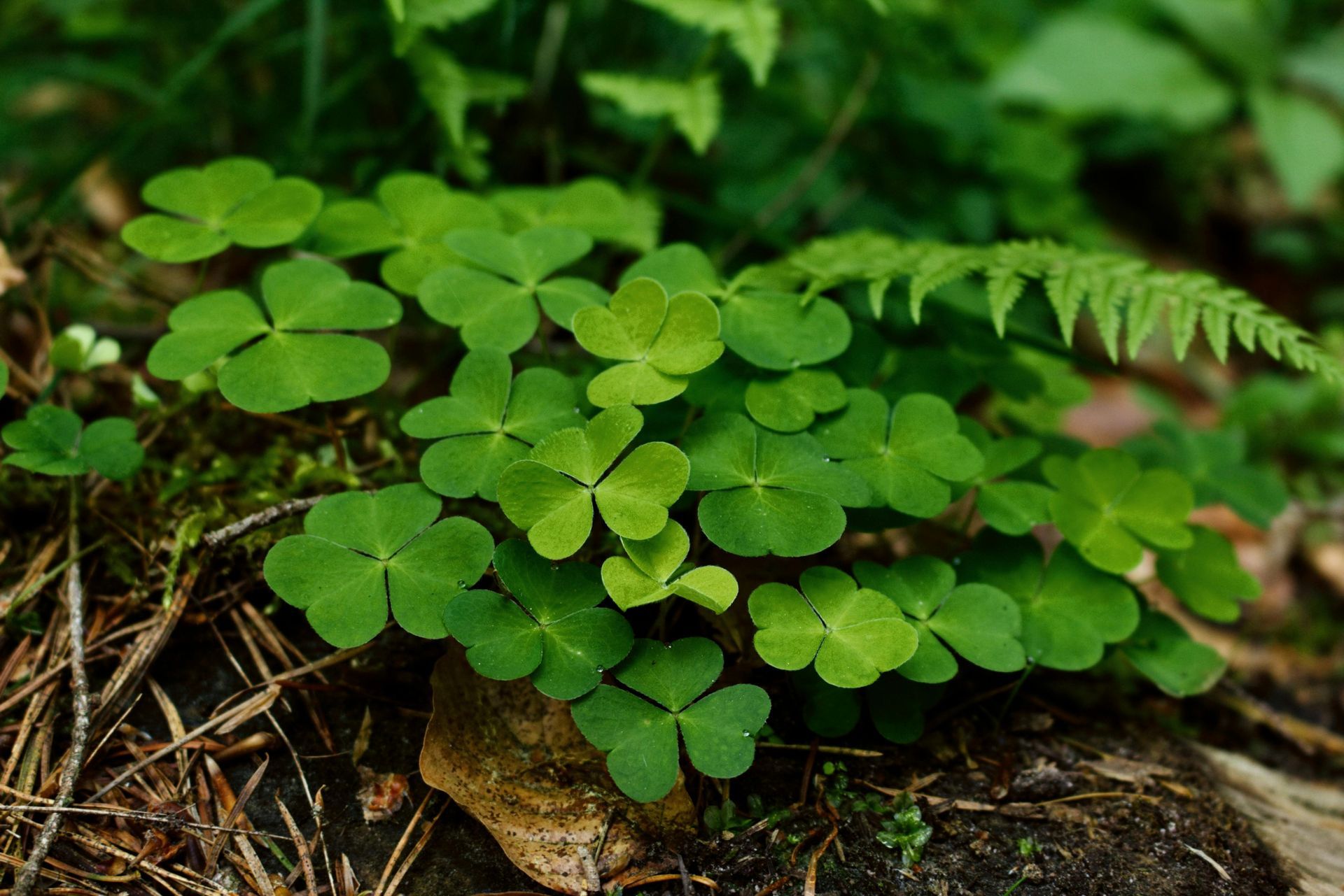 St. Patrick’s Day Celebrations on the Alabama Gulf Coast