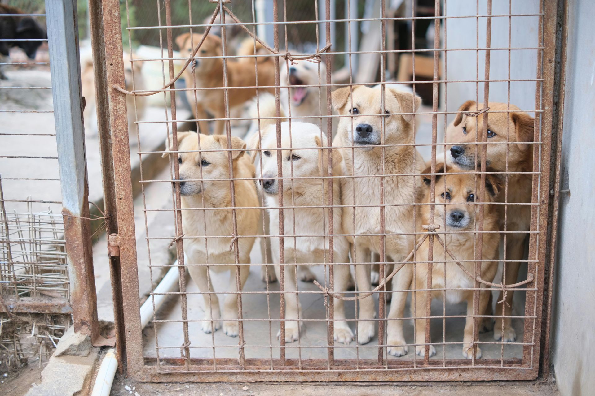 Animal Shelter - Stock Image