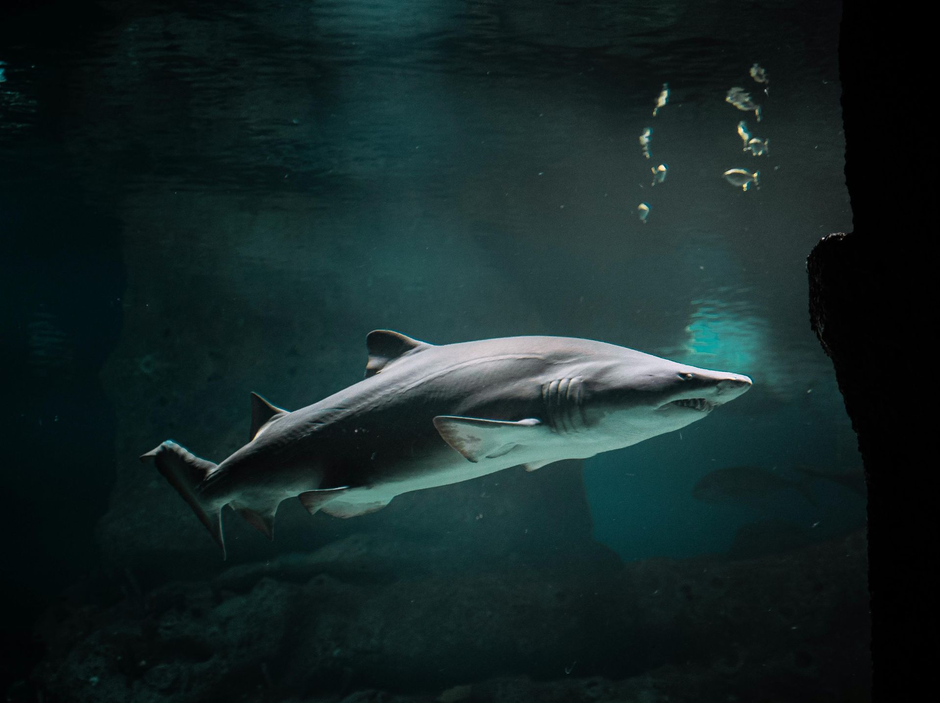 Gulf State Park to Host Three-Day Shark Fest Event