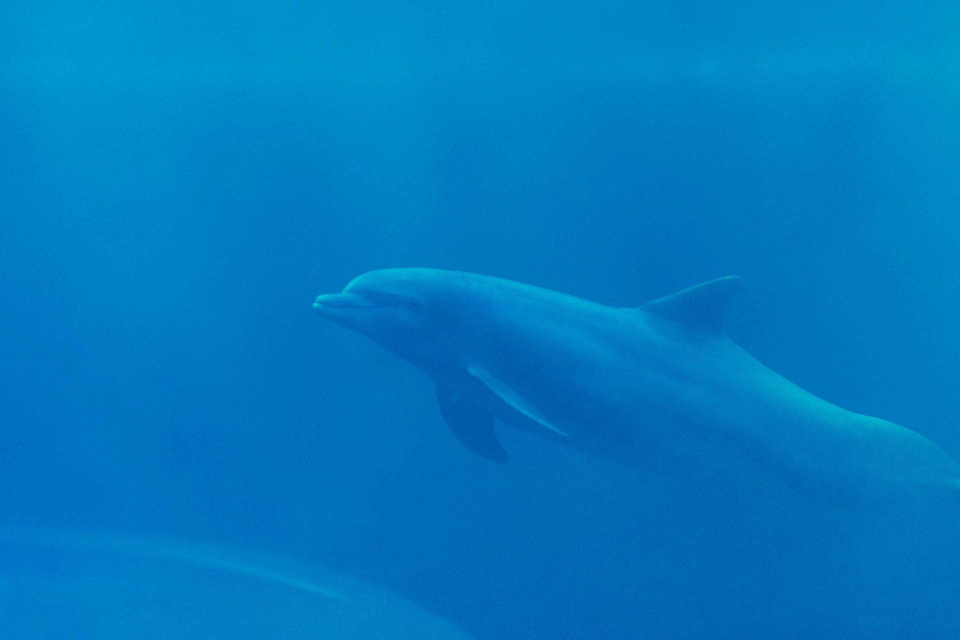 National Dolphin Day Highlights Gulf Coast Marine Life