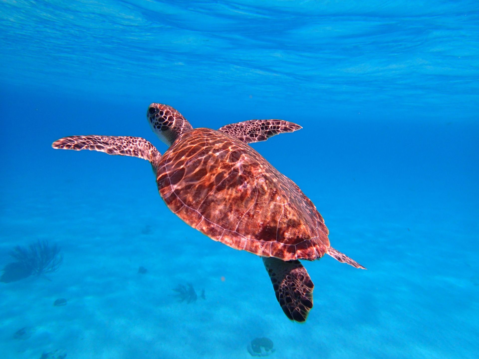 World Sea Turtle Day
