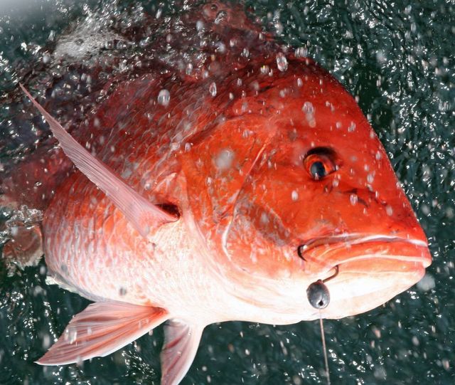 Red Snapper Season Announced For South Atlantic & It's Abysm