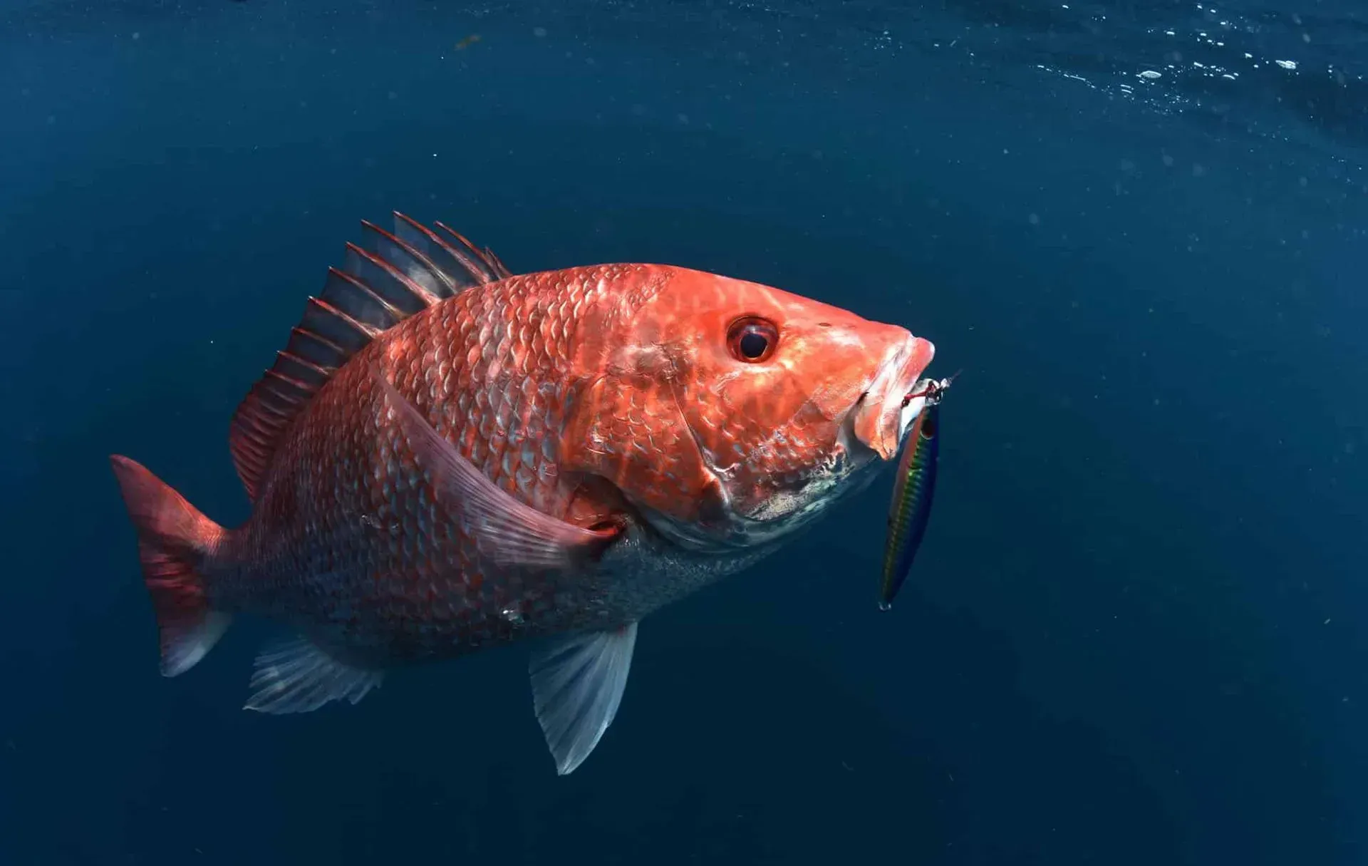 Surveys Show Red Snapper Thriving off the Alabama Coast