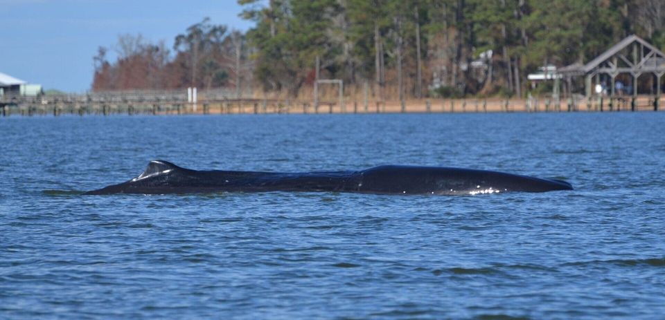Picture of a sperm whale that was stranded in Mobile Bay, Alabama, and had to be euthanized.