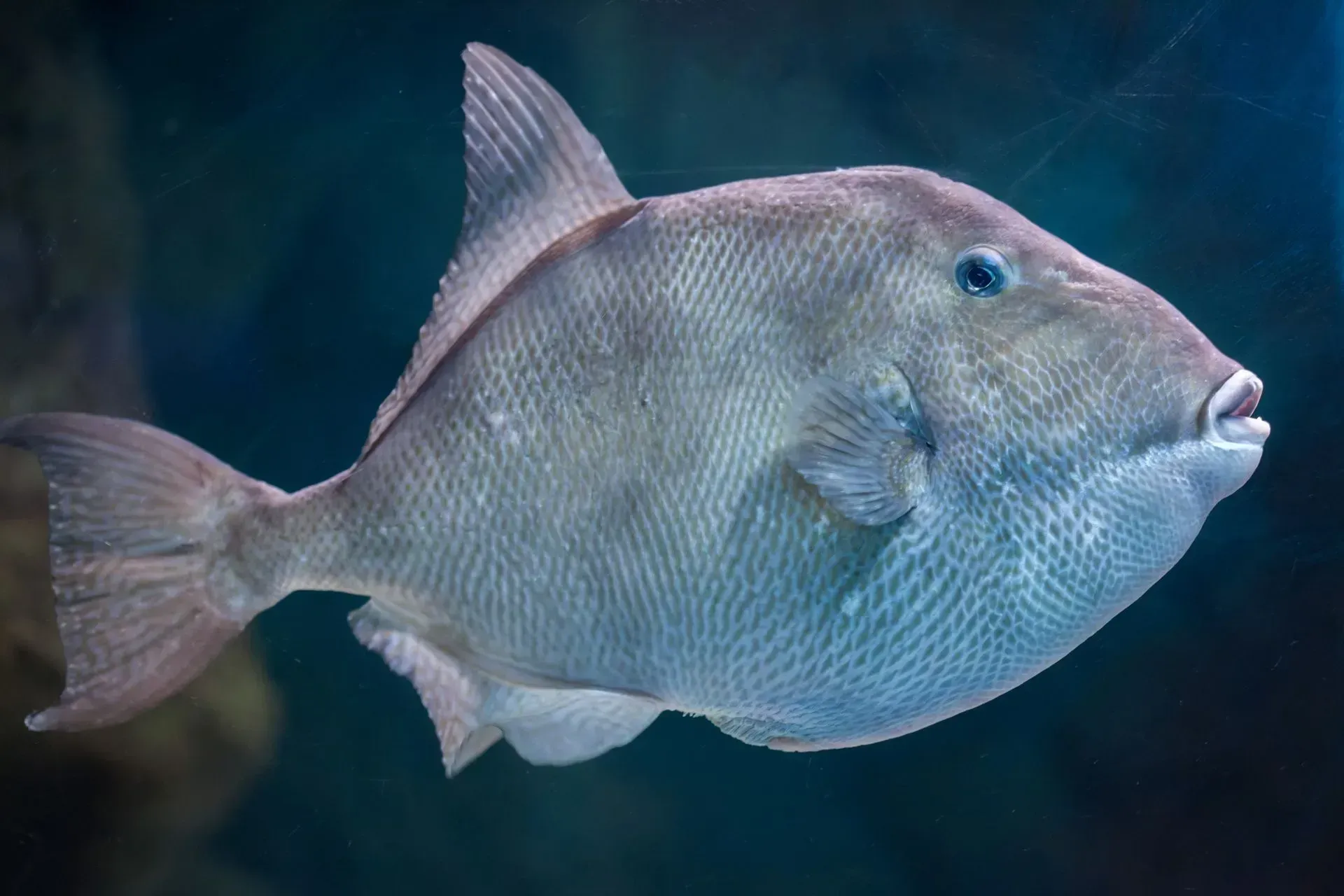 Alabama Sets New Saltwater Fishing Limits for 2025