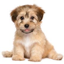 Brown Puppy — Pet Grooming in Sta. Fe, NM