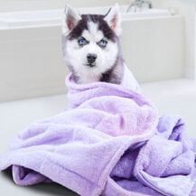 Puppy Husky — Pet Grooming in Sta. Fe, NM