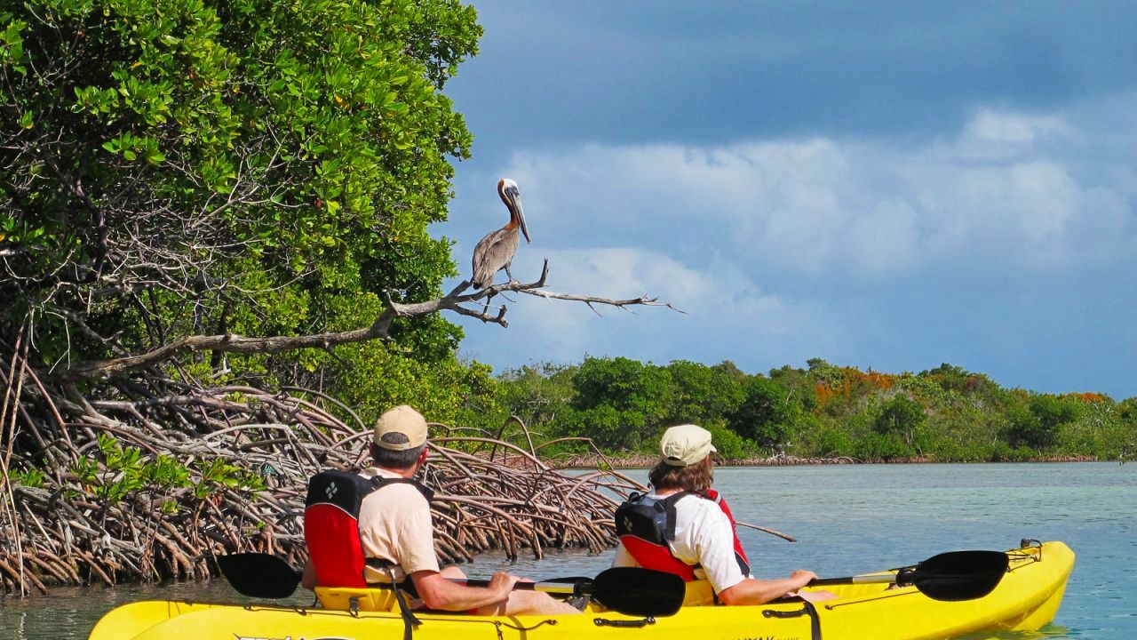 Two people in yellow kayaks are looking at a bird perched on a tree branch.