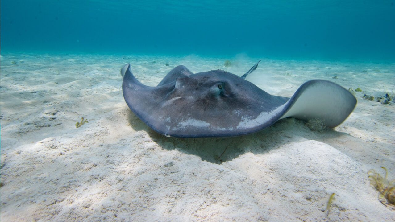 A stingray on a sandy ocean floor, with a blue ocean above.