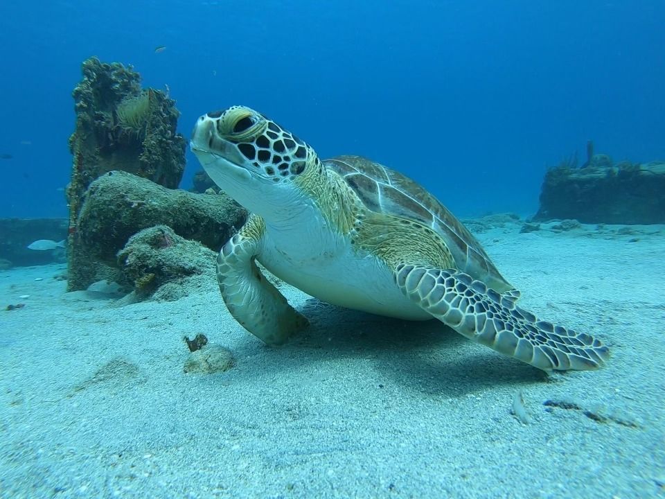 A sea turtle is swimming in the ocean near a rock.