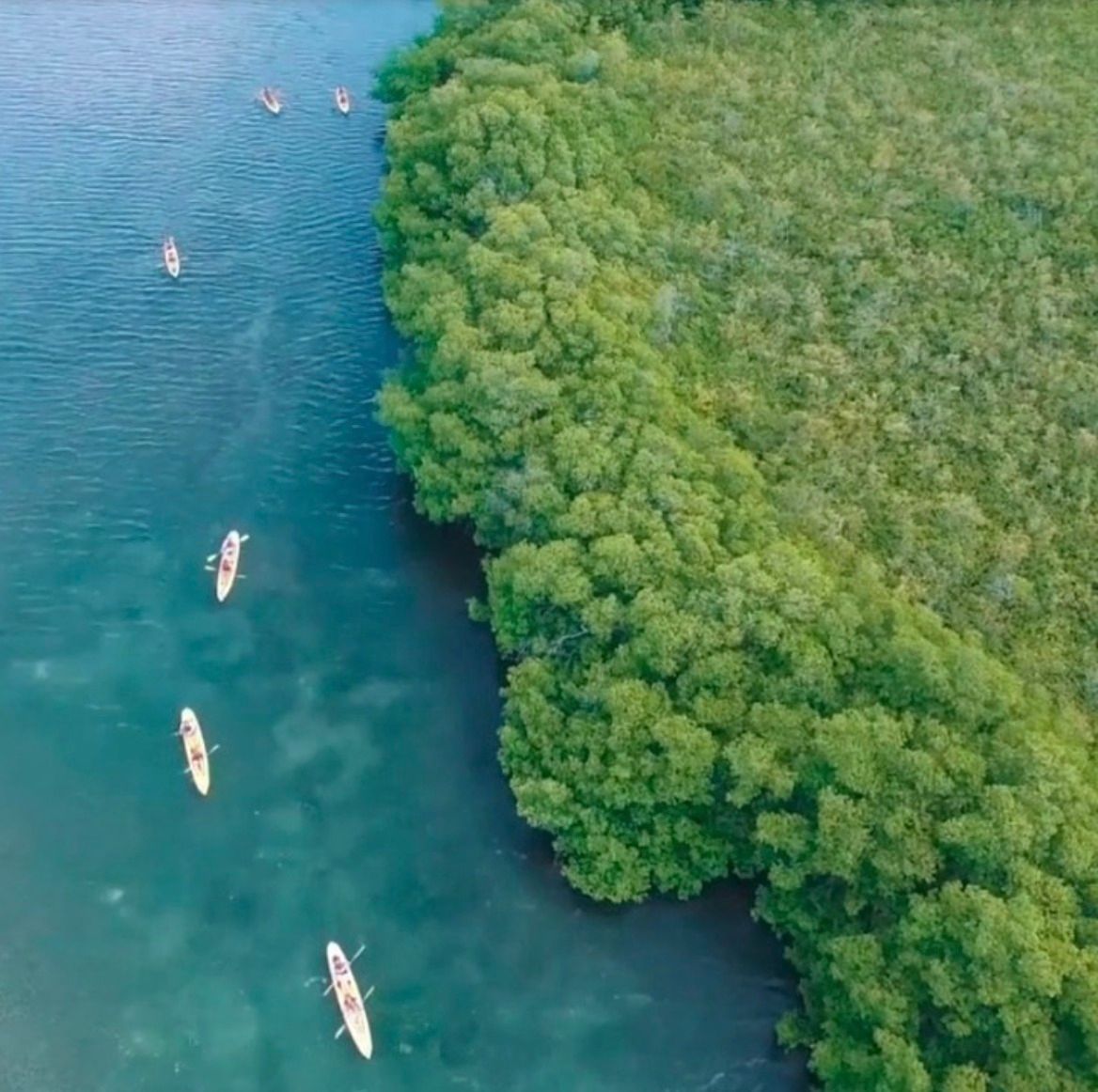 A group of kayaks are floating on top of a body of water surrounded by trees.