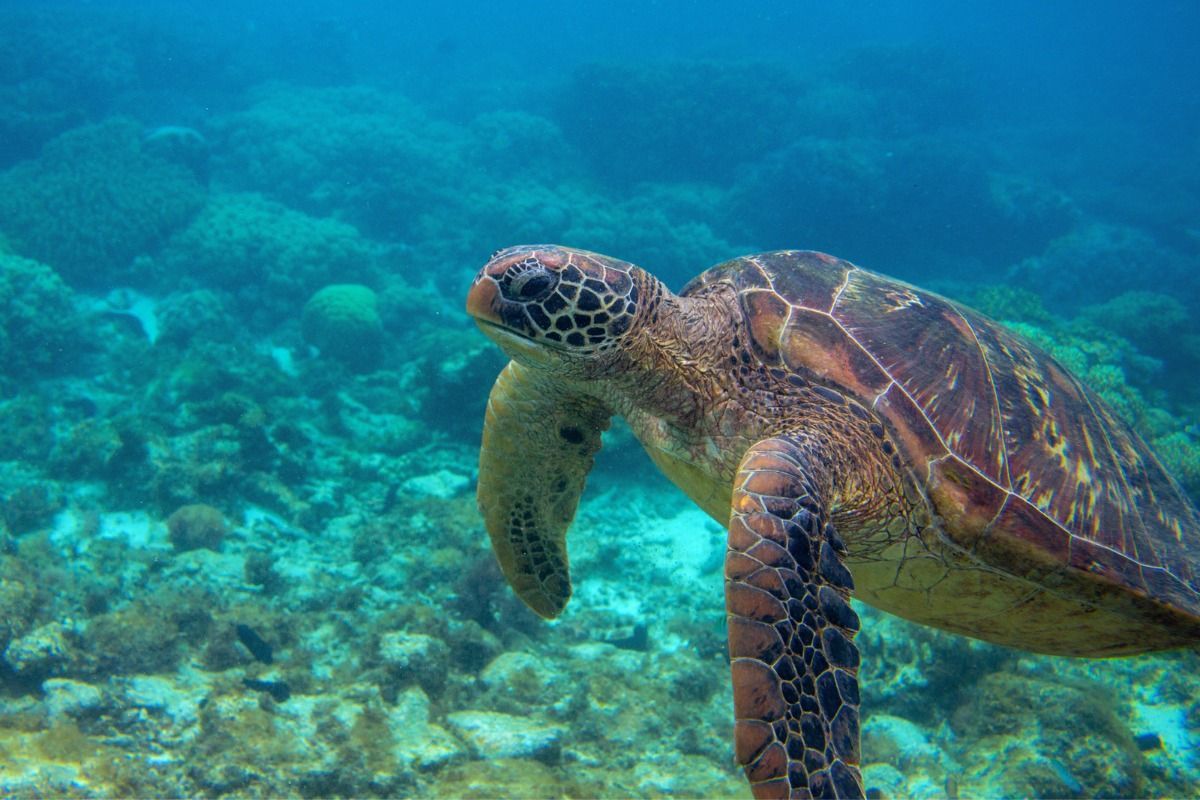 A sea turtle is swimming in the ocean near a coral reef.