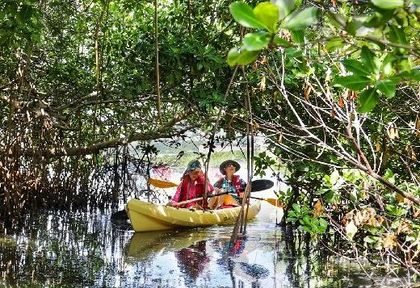 Two people are paddling kayaks through a mangrove forest.