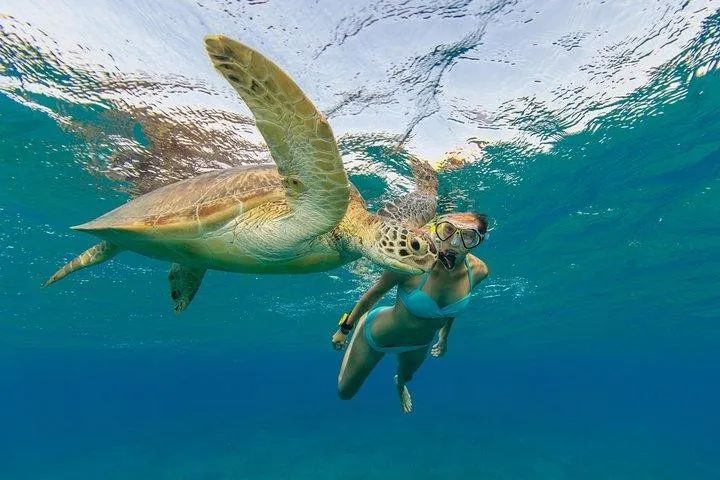 A woman is swimming next to a sea turtle in the ocean.